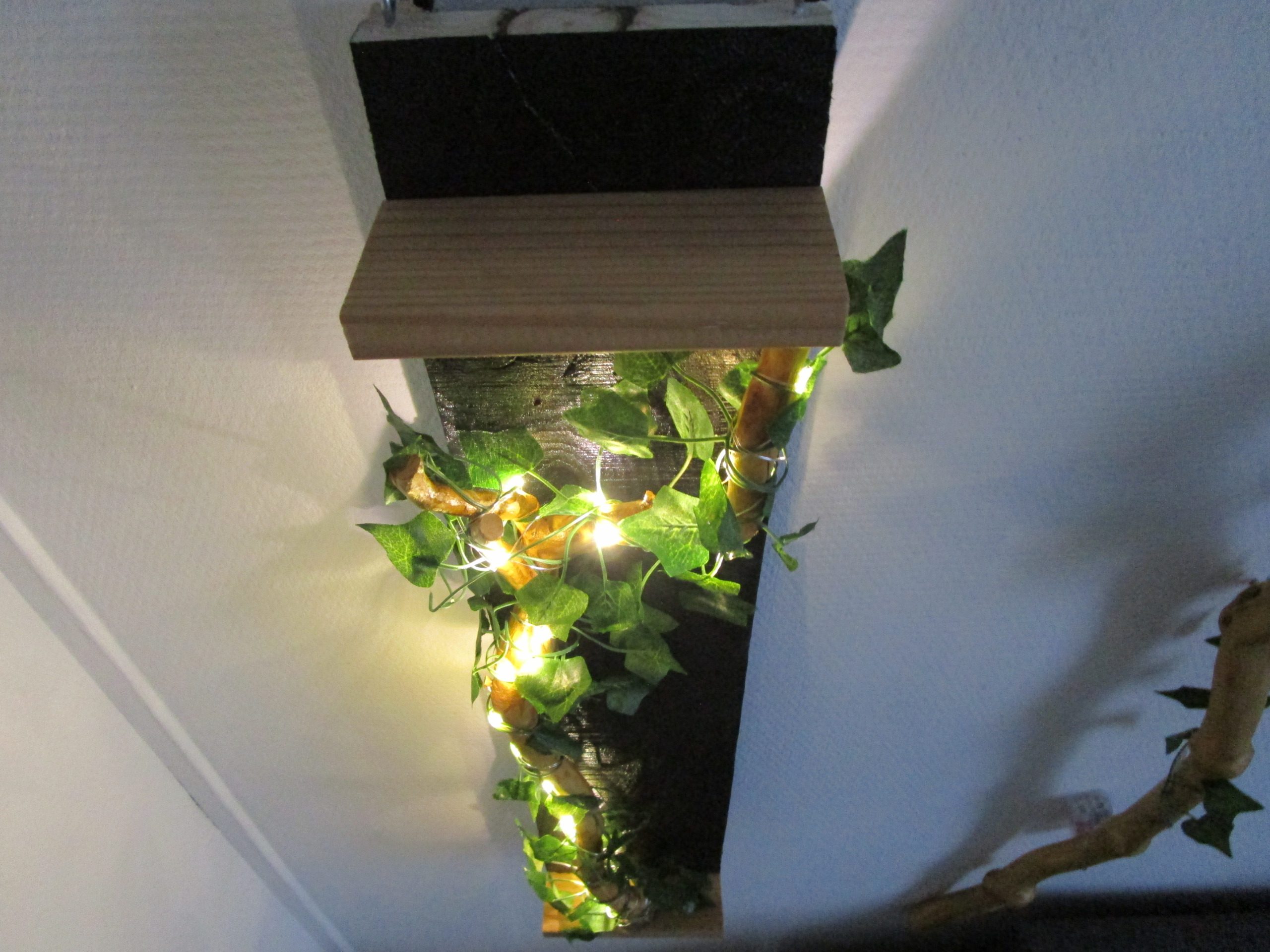 La forêt enchantée – Image 4